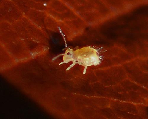 Dicyrtomina sp.